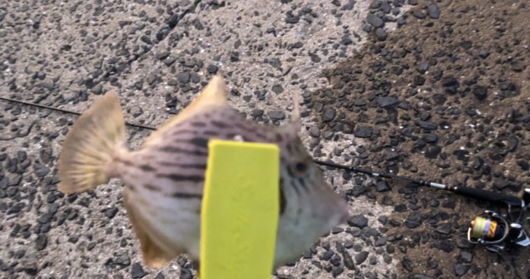 【ブログ】釣り