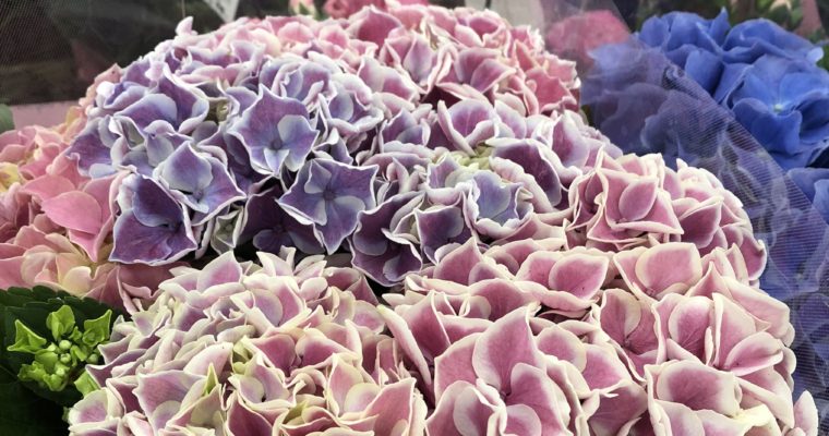 【ブログ】あじさい