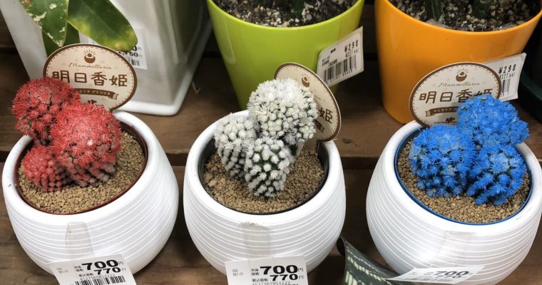 【ブログ】さぼてん